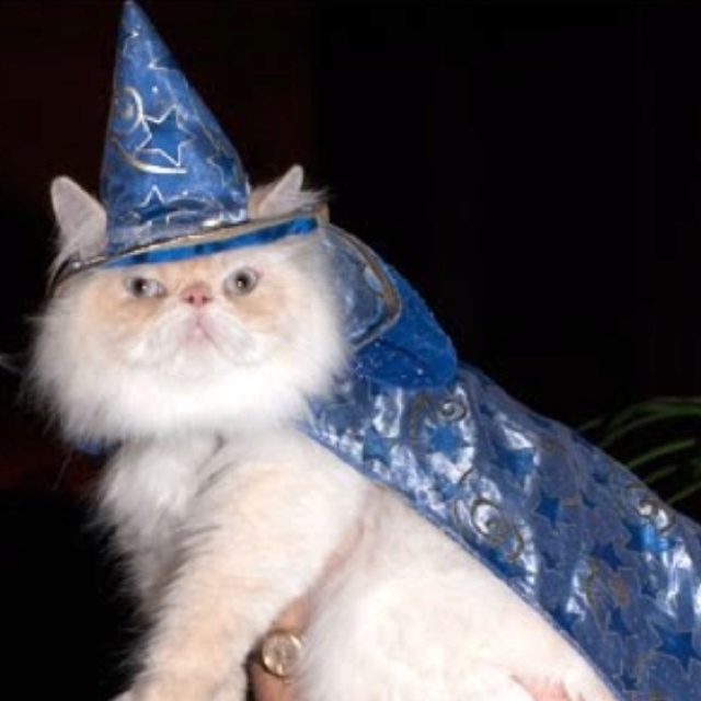 wizard cat